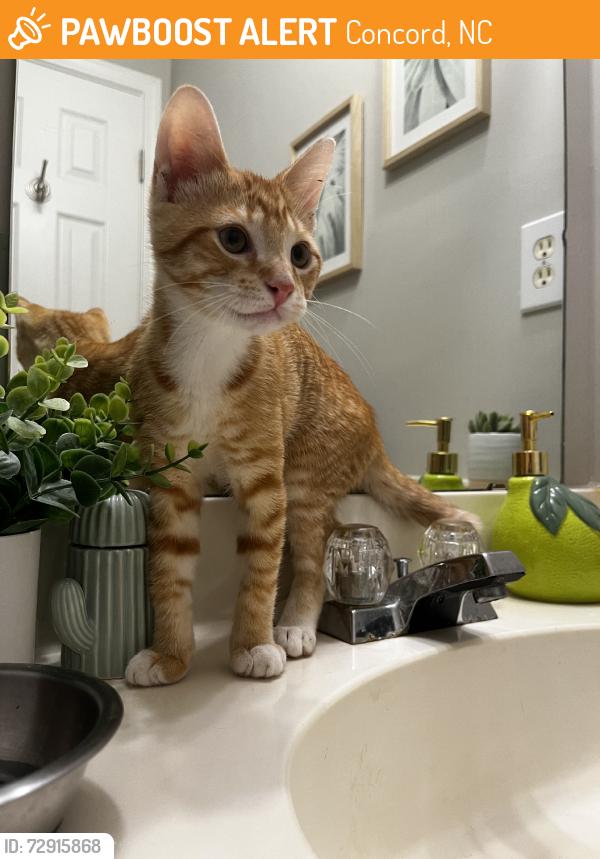 Found/Stray Male Cat last seen Southern Chase, Concord, NC 28025