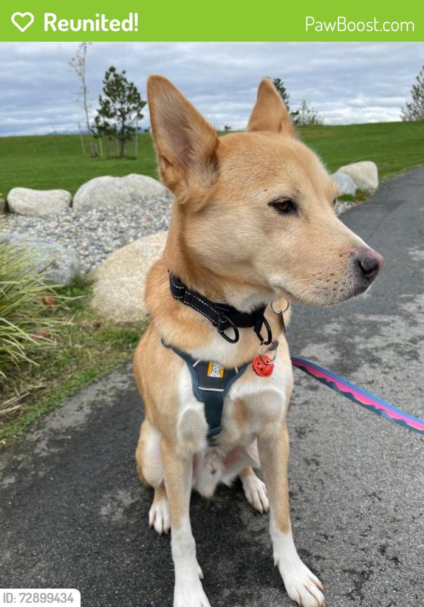 Reunited Male Dog last seen Railway and Williams Rd, Richmond, BC V7E 4T1