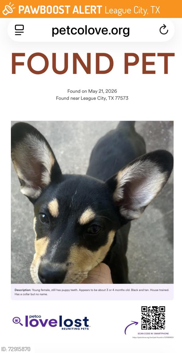Found/Stray Female Dog last seen League Park, League City, TX 77573