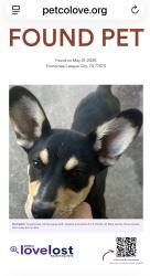 Found/Stray Female Dog last seen League Park, League City, TX 77573