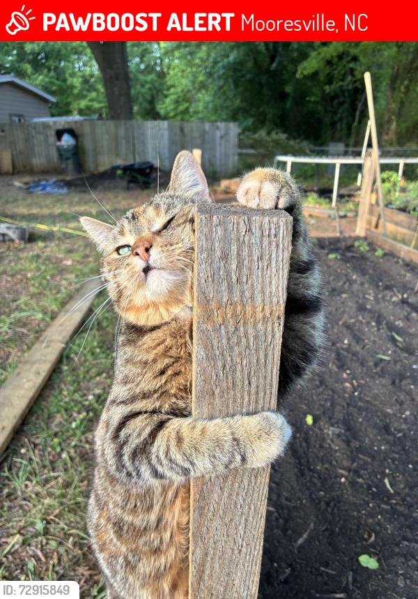 Lost Female Cat last seen Mount Mourne Loop, Mooresville, NC 28117