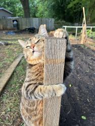Lost Female Cat last seen Mount Mourne Loop, Mooresville, NC 28117