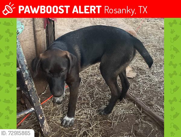 Lost Female Dog last seen upper PINE VALLEY DRIVE, Rosanky, TX 78957