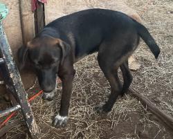 Lost Female Dog last seen upper PINE VALLEY DRIVE, Rosanky, TX 78957