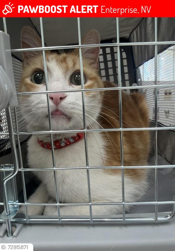 Lost Male Cat last seen Gillespie and pebble , Enterprise, NV 89123