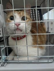 Lost Male Cat last seen Gillespie and pebble , Enterprise, NV 89123