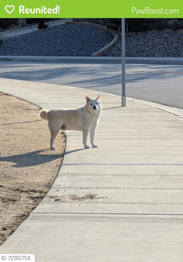 Reunited Male Dog last seen Panaroma point, Redlands, CA 92373