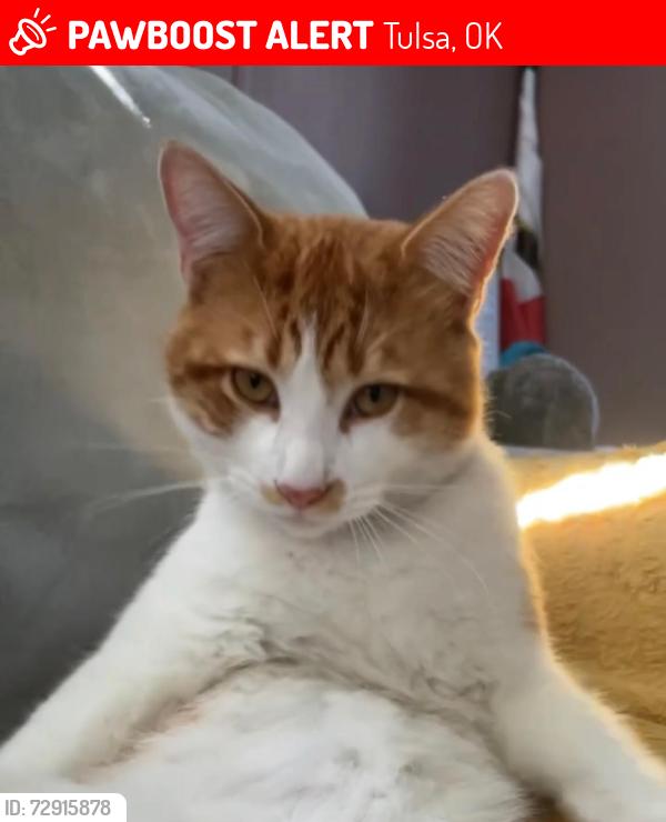Lost Male Cat last seen Near S 103rd E Ave, Tulsa, OK 74146, Tulsa, OK 74146