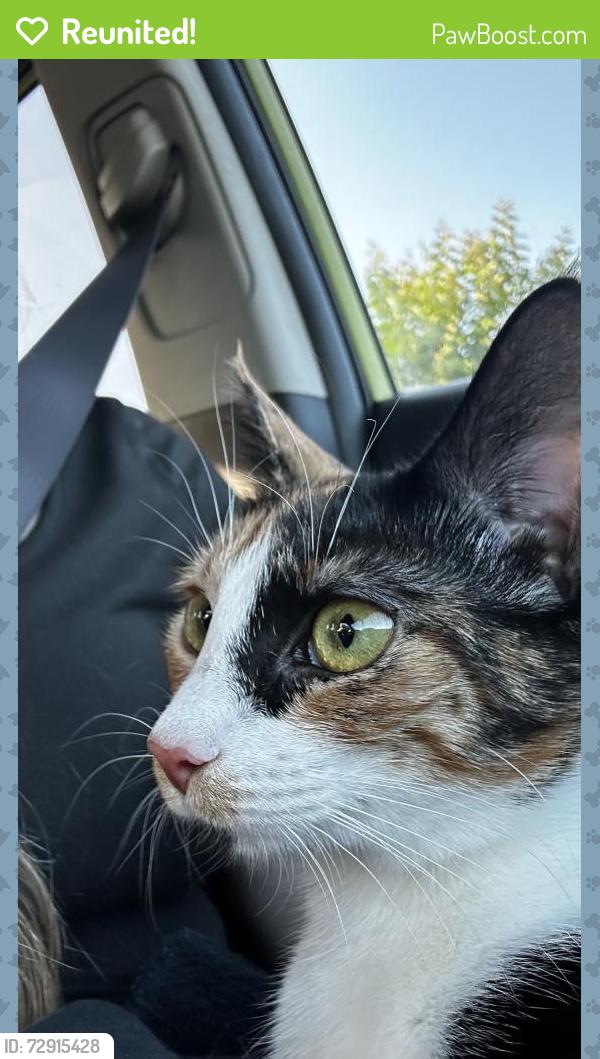 Reunited Female Cat last seen Near old stake road, Tabor City, NC 28463