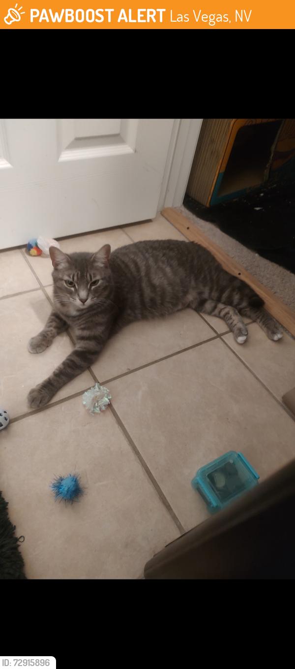 Found/Stray Female Cat last seen Hollywood and vegas valley, Las Vegas, NV 89142