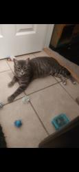 Found/Stray Female Cat last seen Hollywood and vegas valley, Las Vegas, NV 89142