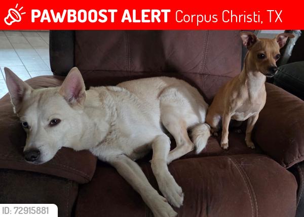 Lost Male Dog last seen Macardle , Corpus Christi, TX 78411