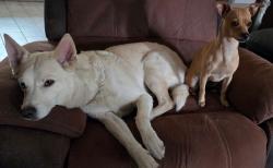 Lost Male Dog last seen Macardle , Corpus Christi, TX 78411