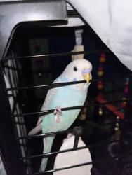 Lost Female Bird last seen Perth Amboy New Jersey Harbortown , Perth Amboy, NJ 08861