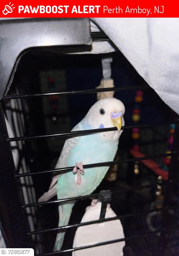 Lost Female Bird last seen Perth Amboy New Jersey Harbortown , Perth Amboy, NJ 08861