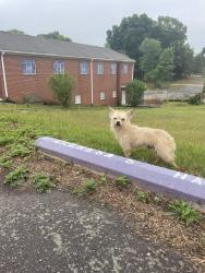 Reunited Male Dog last seen At Stockton and Barber near Main St. , Winston-Salem, NC 27127