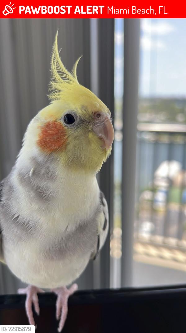 Lost Male Bird last seen Meridian Ave , Miami Beach, FL 33139