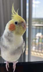 Lost Male Bird last seen Meridian Ave , Miami Beach, FL 33139