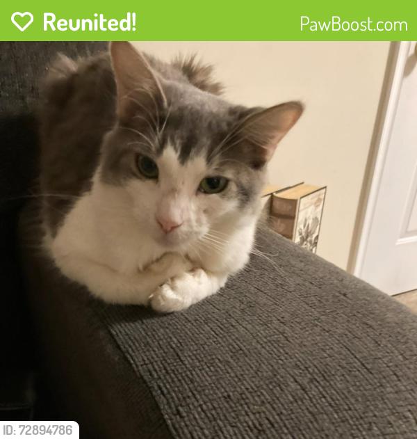 Reunited Female Cat last seen Near Primrose Way, Warren, NJ 07059