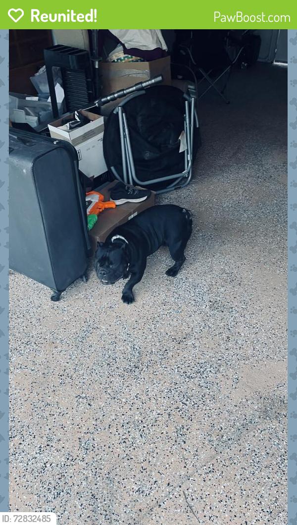 Reunited Male Dog last seen Horne ave. And live oak street Parker fl, Panama City, FL 32404