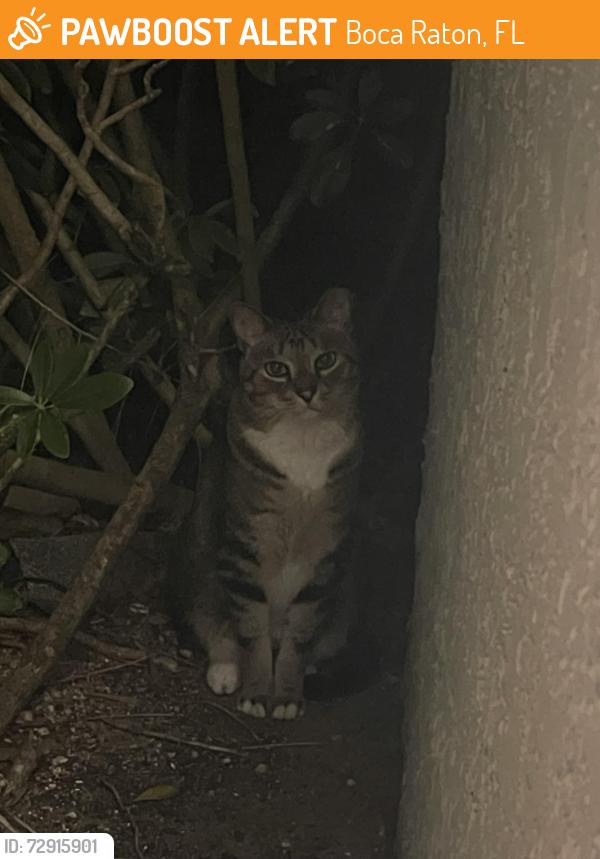 Found/Stray Unknown Cat last seen Neighborhood River oaks , Boca Raton, FL 33428