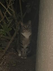 Found/Stray Unknown Cat last seen Neighborhood River oaks , Boca Raton, FL 33428
