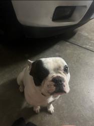 Reunited Male Dog last seen Near Liselle Ln, Modesto, CA 95358, USA, Modesto, CA 95358