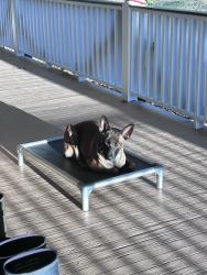 Lost Female Dog last seen Oxford Memorial Church, Taylorsville, NC 28681