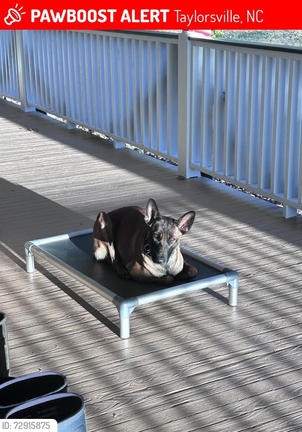 Lost Female Dog last seen Oxford Memorial Church, Taylorsville, NC 28681