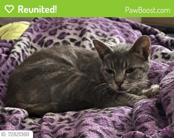 Reunited Female Cat last seen Hampshire Square apmt s, Anaheim, CA 92815