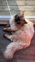 Reunited Male Cat last seen West Chester , West Chester Township, OH 45069