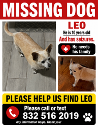 Reunited Male Dog last seen Near Meadow Village Dr, Houston, TX 77095, USA, Houston, TX 77095