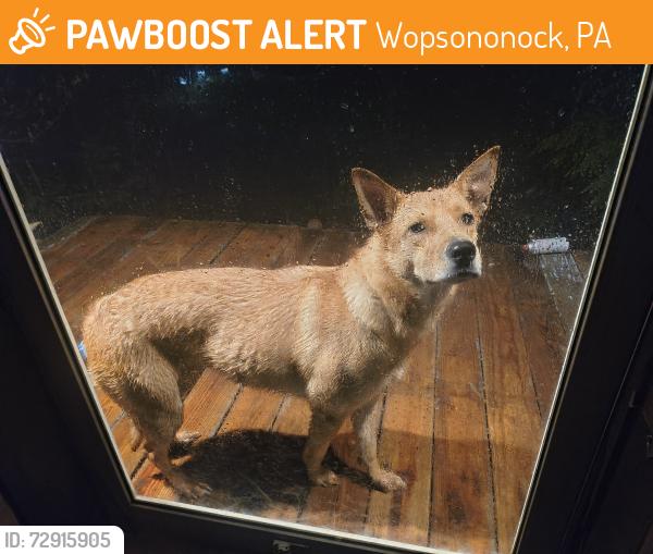 Found/Stray Unknown Dog last seen Lookout Wopsie mountain, Wopsononock, PA 16636