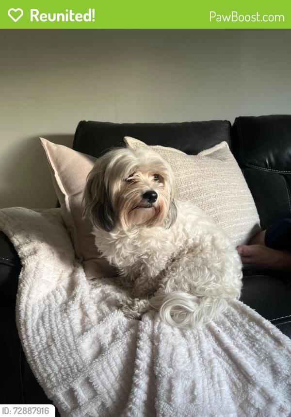 Reunited Female Dog last seen Chicago , Chicago, IL 60602