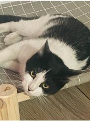 Reunited Female Cat last seen Rosedale Ave, Manaion St, Commonwealth, Bronx River, Cross Bronx, The Bronx, NY 10460