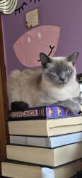 Reunited Female Cat last seen Brandy street, La Grange, NC 28551