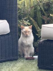 Found/Stray Unknown Cat last seen Camino del Oro and La Jolla Shores Dr, San Diego, CA 92037