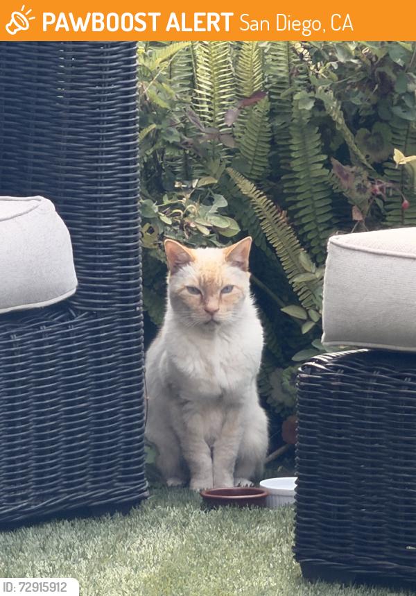 Found/Stray Unknown Cat last seen Camino del Oro and La Jolla Shores Dr, San Diego, CA 92037