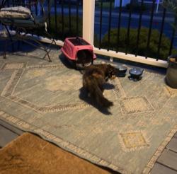 Reunited Female Cat last seen Lenox road, Schenectady, NY 12308