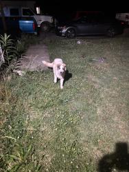 Found/Stray Unknown Dog last seen Ringwald Rd, Rutherford County, TN 37130