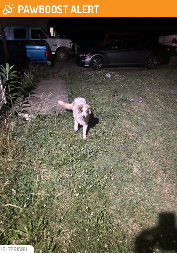 Found/Stray Unknown Dog last seen Ringwald Rd, Rutherford County, TN 37130
