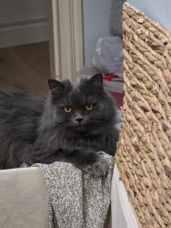 Reunited Male Cat last seen Near Ave SW and 4 St SW, Calgary, AB T2S 1B9