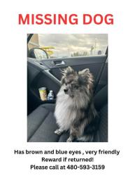 Lost Male Dog last seen Near E broadway rd, Mesa, AZ 85204
