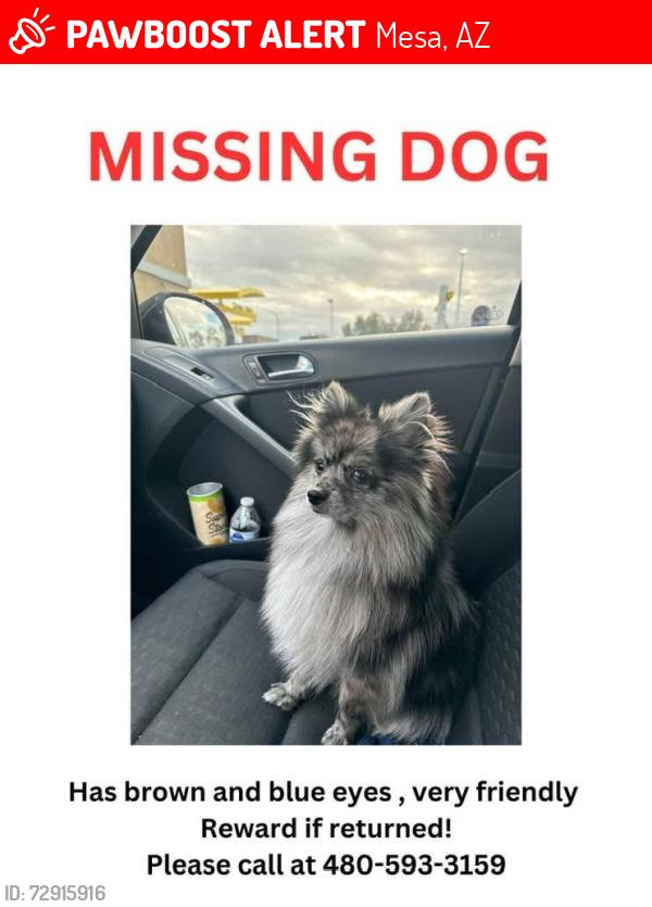 Lost Male Dog last seen Near E broadway rd, Mesa, AZ 85204