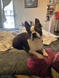 Reunited Male Dog last seen Cason Estates Apartments , Murfreesboro, TN 37128