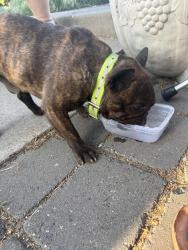 Found/Stray Male Dog last seen Vincenta drive and 32nd ave, Yakima, WA 98902