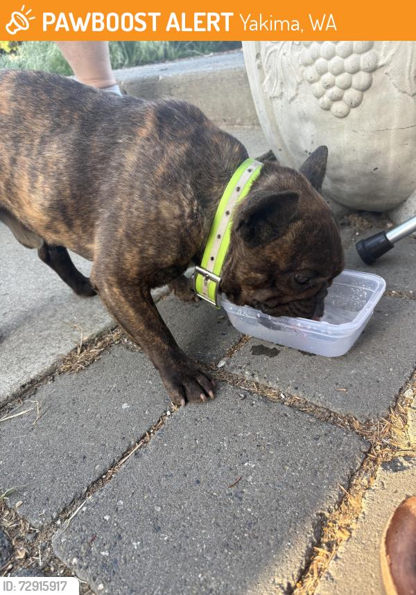 Found/Stray Male Dog last seen Vincenta drive and 32nd ave, Yakima, WA 98902