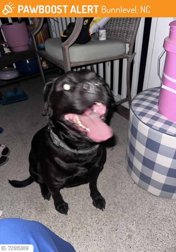 Found/Stray Male Dog last seen Near , Bunnlevel, NC 28323