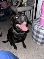Found/Stray Male Dog last seen Near , Bunnlevel, NC 28323