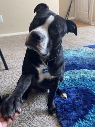 Lost Male Dog last seen not sure, Forest Hill, TX 76140